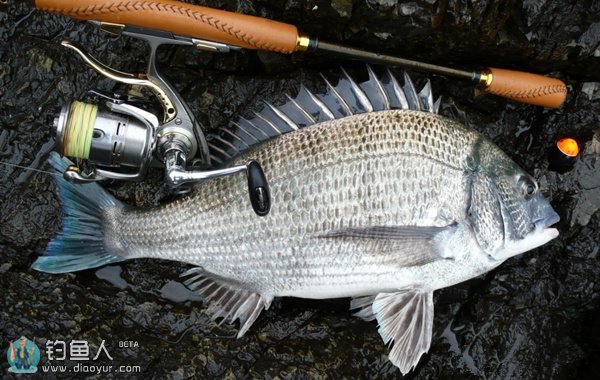最新筏釣黑鯛視頻，技巧、經(jīng)驗(yàn)與實(shí)踐的完美結(jié)合