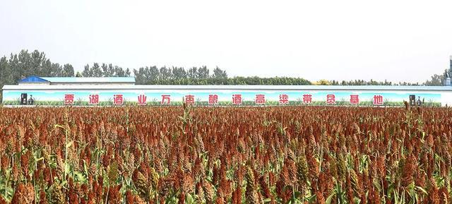 漯河最新病例,漯河最新病例，疫情之下的堅(jiān)守與希望